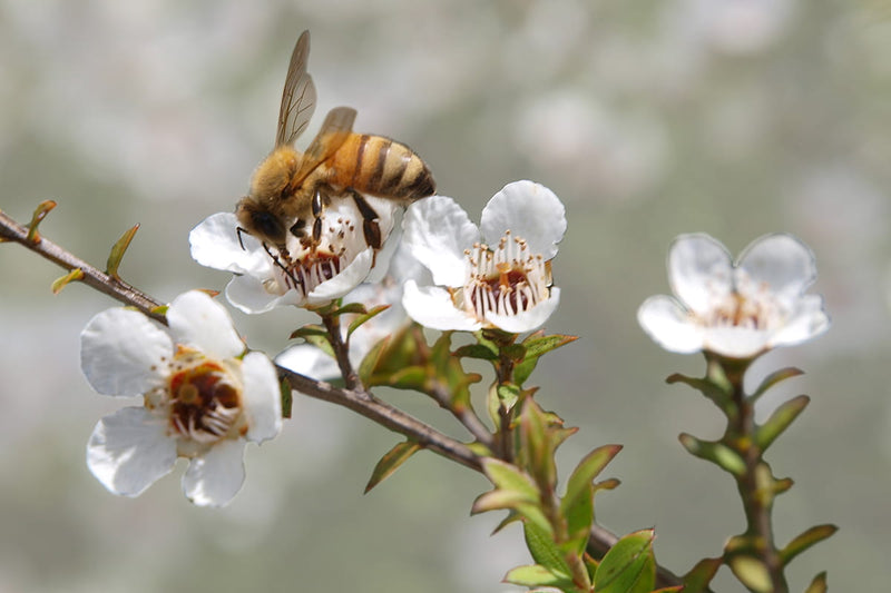 ニュージランドに自生するマヌカハニーが蜜を吸っているカット。