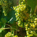 コラソンロコ ワイン アソート イニエスタ選手直筆サイン入りポストカード付き