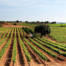 【 6本セット / 12本セット 】コラソンロコ ティント（赤） 750ml