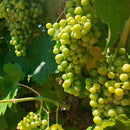 【 6本セット / 12本セット 】コラソンロコ セレクション（赤） 750ml